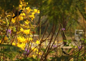 Biodiversity3