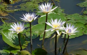 biodiversity 4